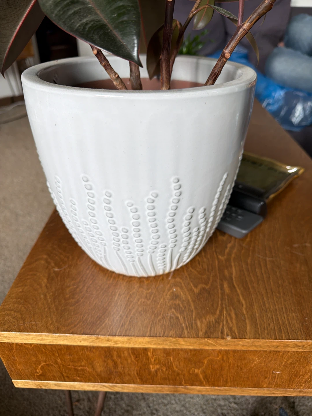 Rubber plant and Decorative Ceramic Planter Pot - photo 3