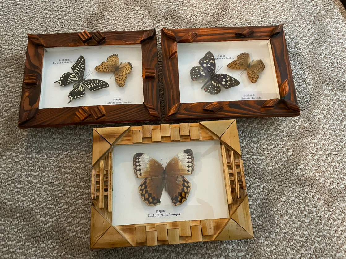Framed Butterfly Displays Collection