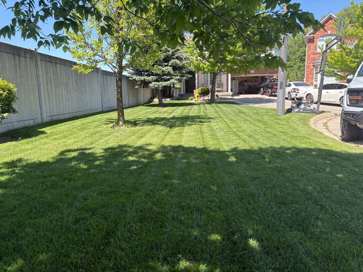 Freshly Cut Lawn Service