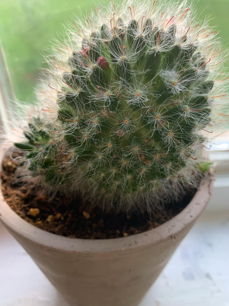 Mammillaria Cactus in Pot