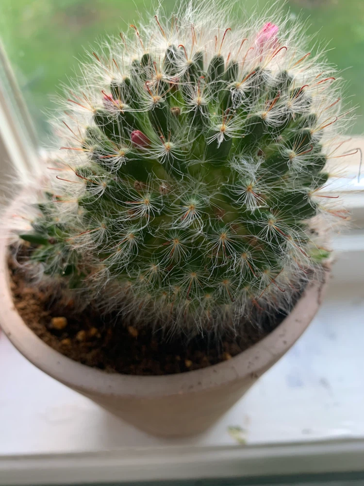 Mammillaria Cactus in Pot - photo 2