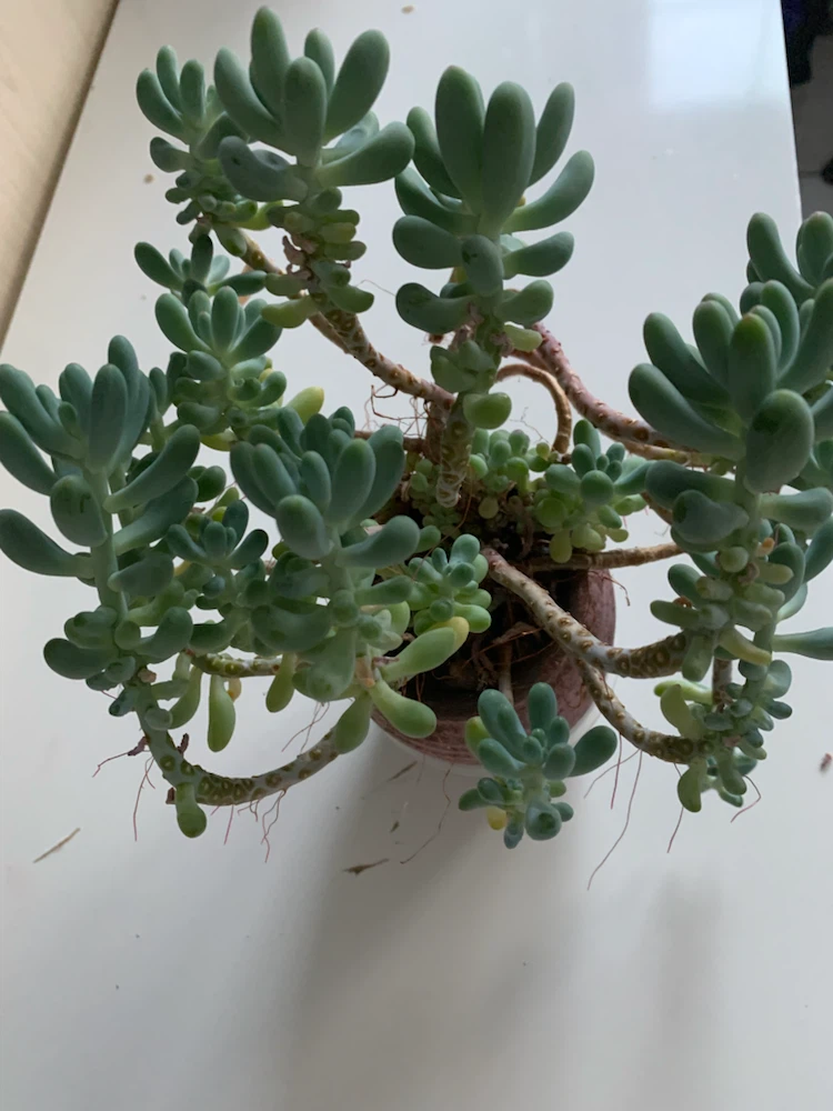 Sedum morganianum (Burro's Tail) Succulent Plant