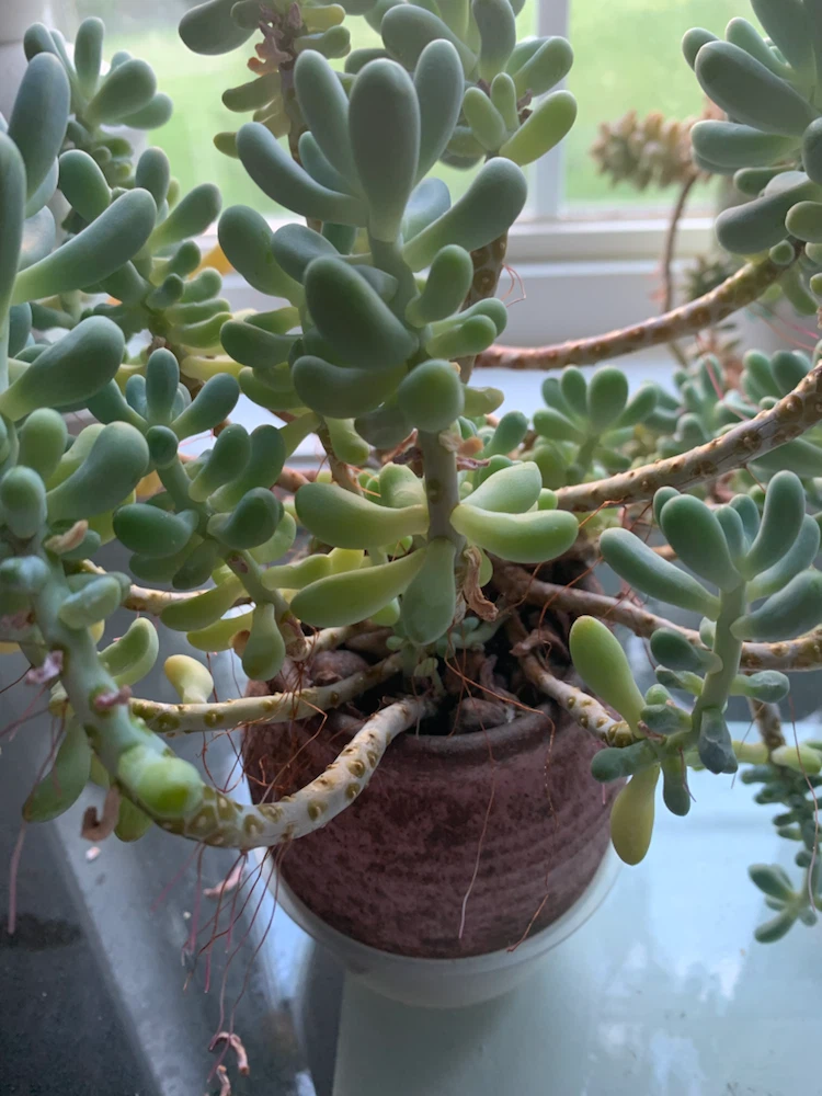 Sedum morganianum (Burro's Tail) Succulent Plant - photo 2