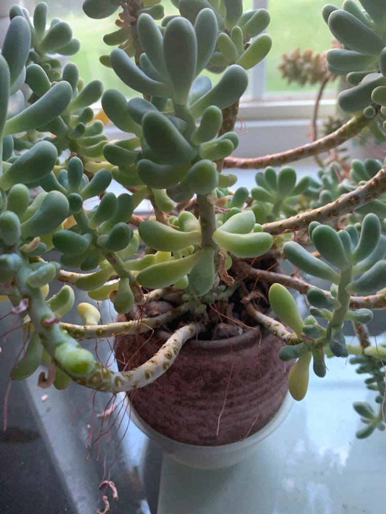 Sedum morganianum (Burro's Tail) Succulent Plant - photo 3