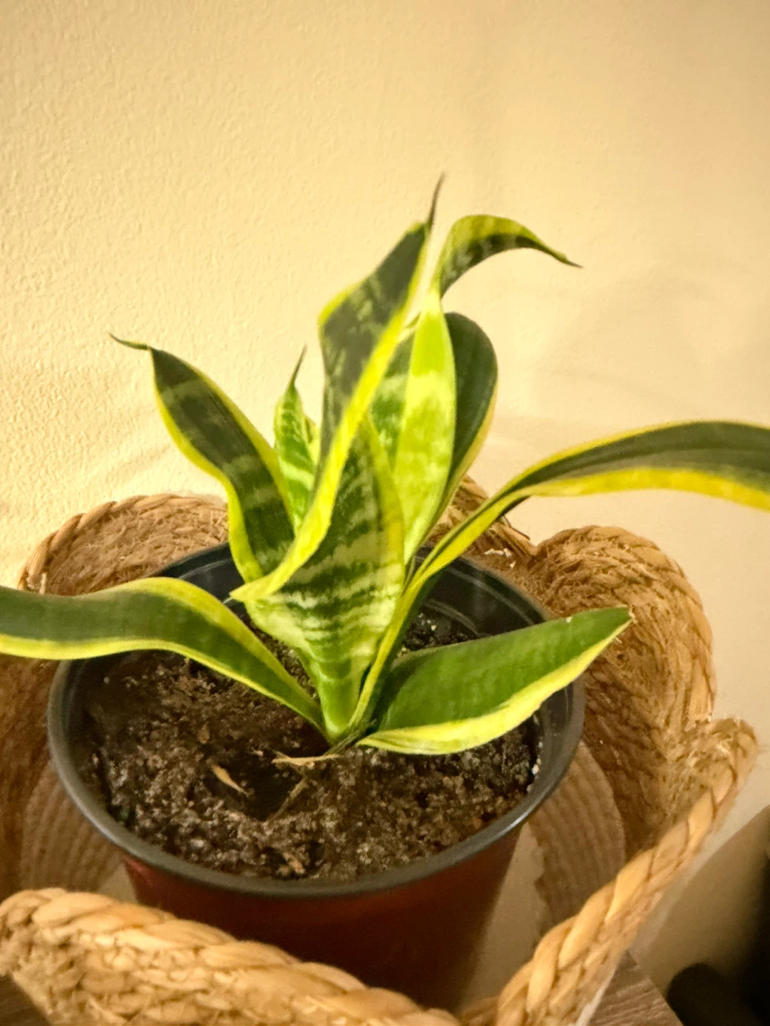 Healthy Snake plant