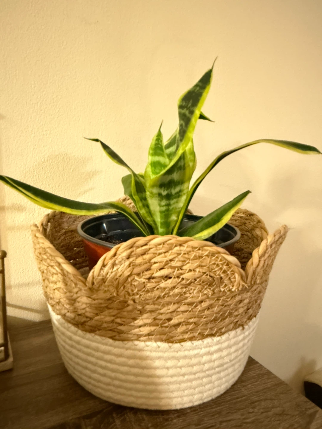 Healthy Snake plant - photo 2