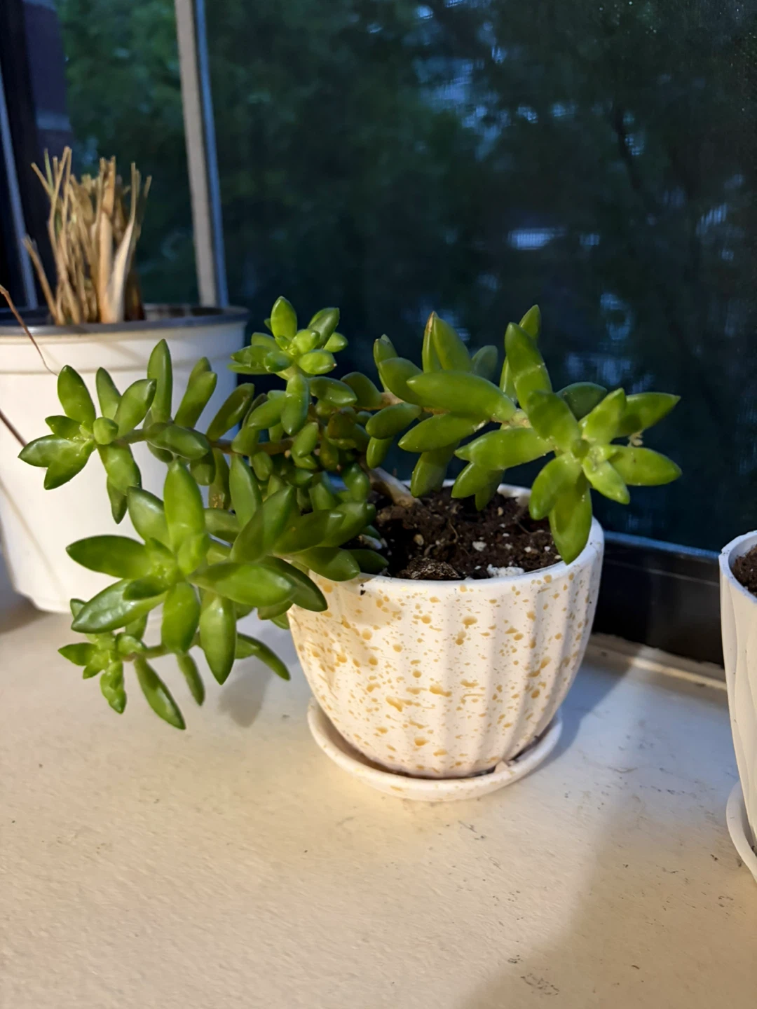 Succulent Plant in Decorative Pot