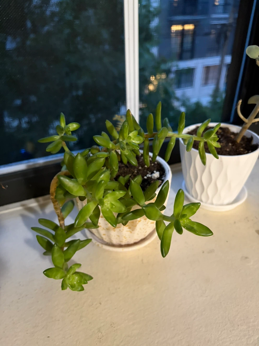 Succulent Plant in Decorative Pot - photo 3