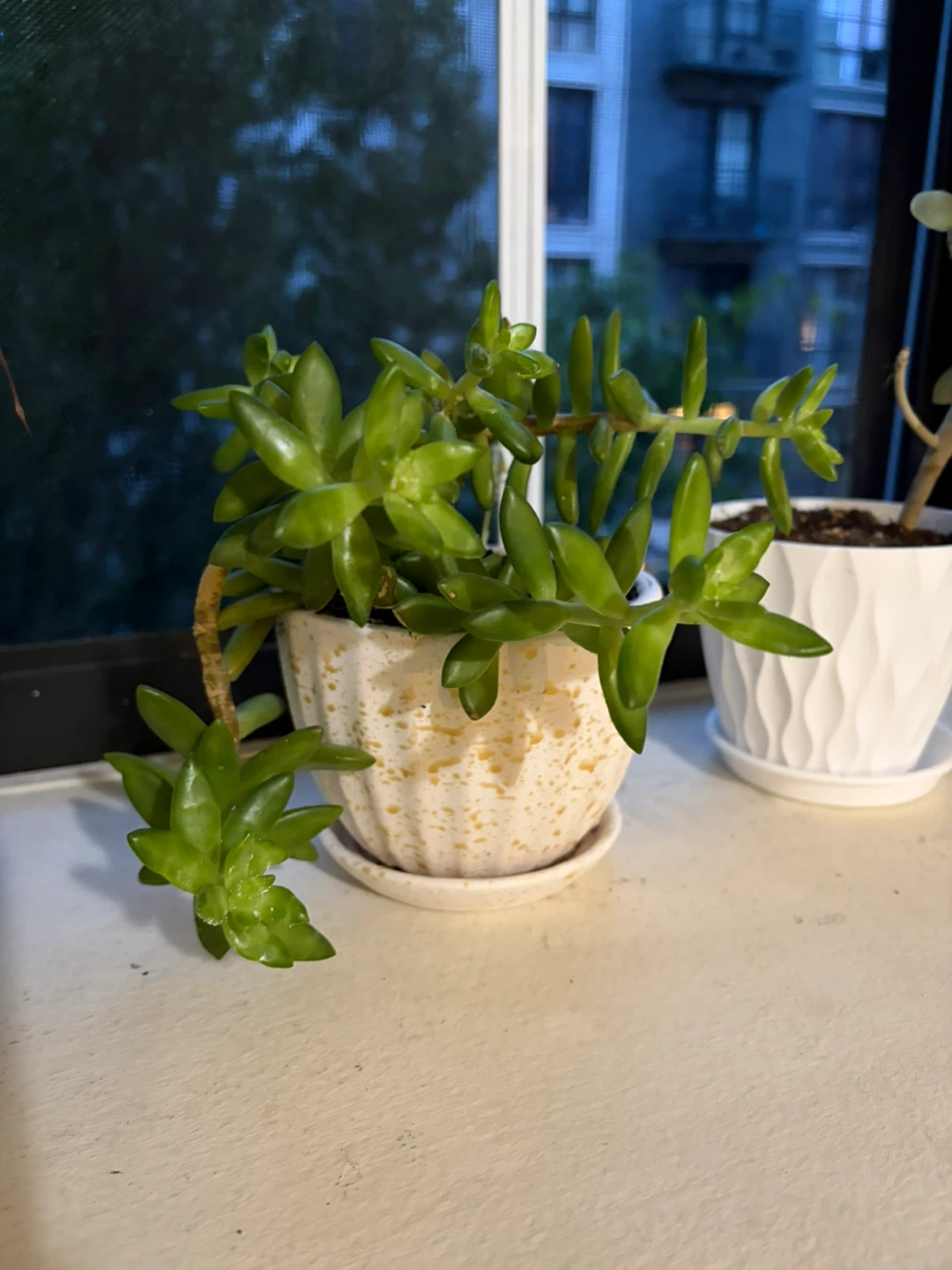 Succulent Plant in Decorative Pot - photo 4
