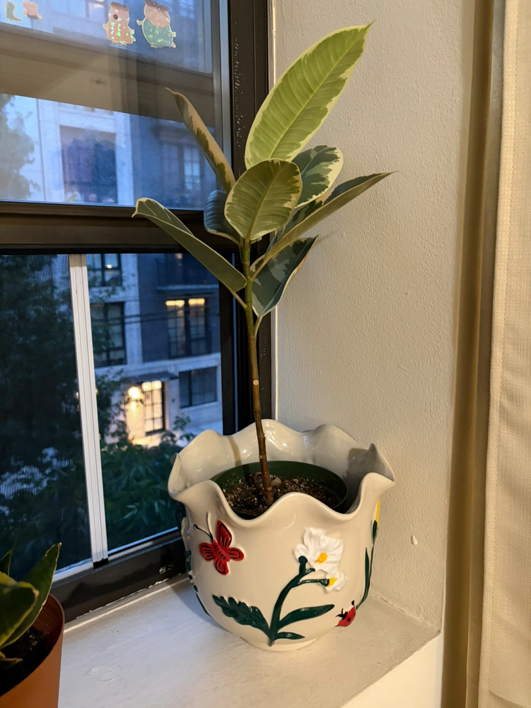 Rubber plant in Decorative Ceramic Planter Pot