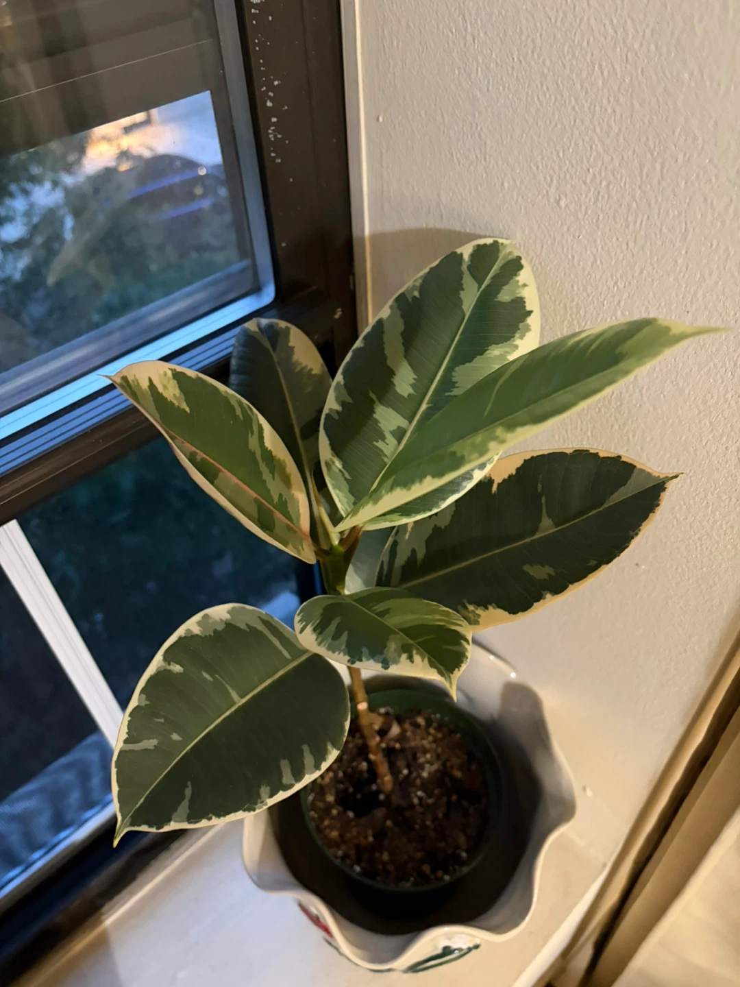 Rubber plant in Decorative Ceramic Planter Pot - photo 2