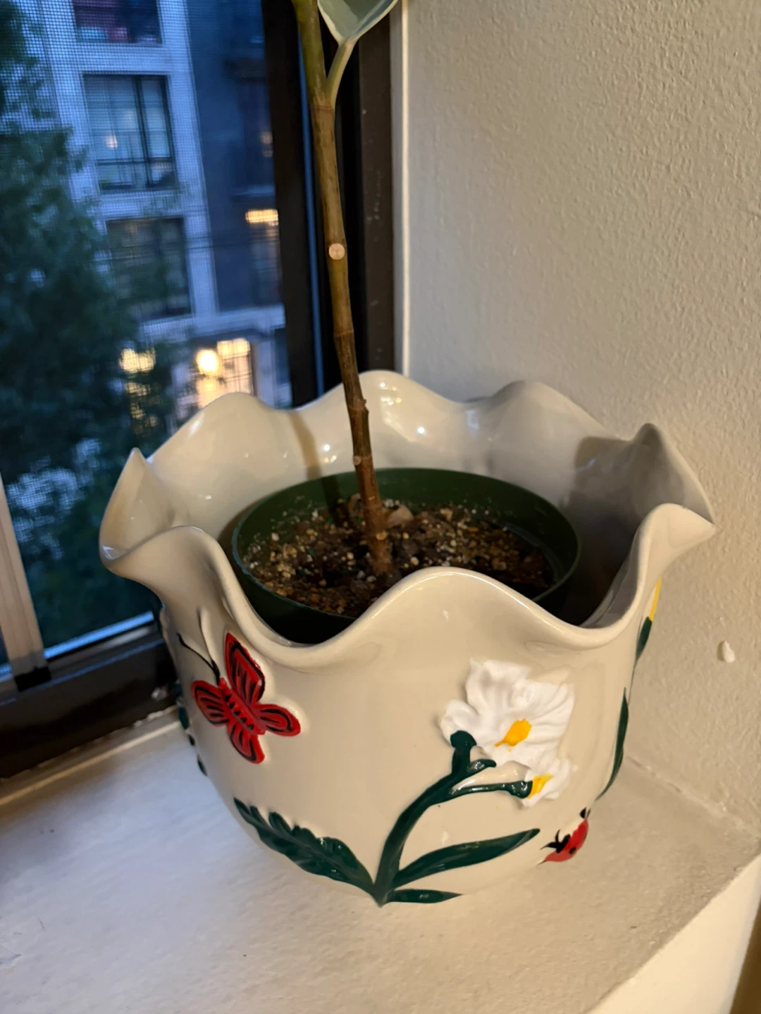 Rubber plant in Decorative Ceramic Planter Pot - photo 3