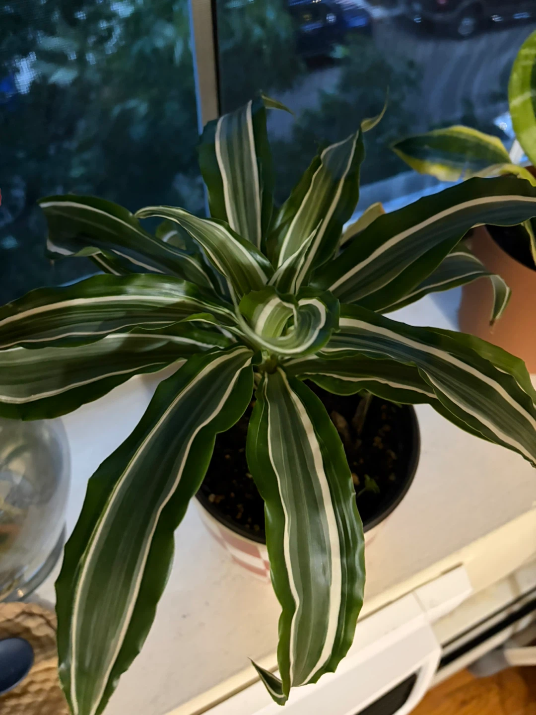Dracaena Fragrans 'Lemon Surprise' Plant