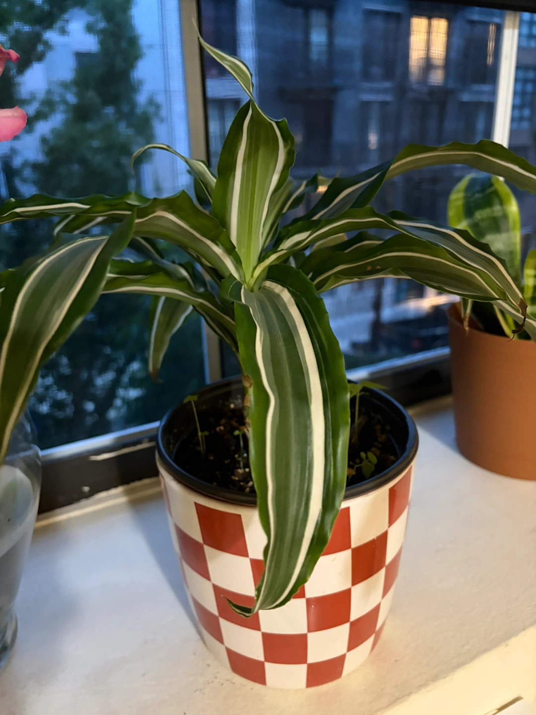 Dracaena Fragrans 'Lemon Surprise' Plant - photo 2