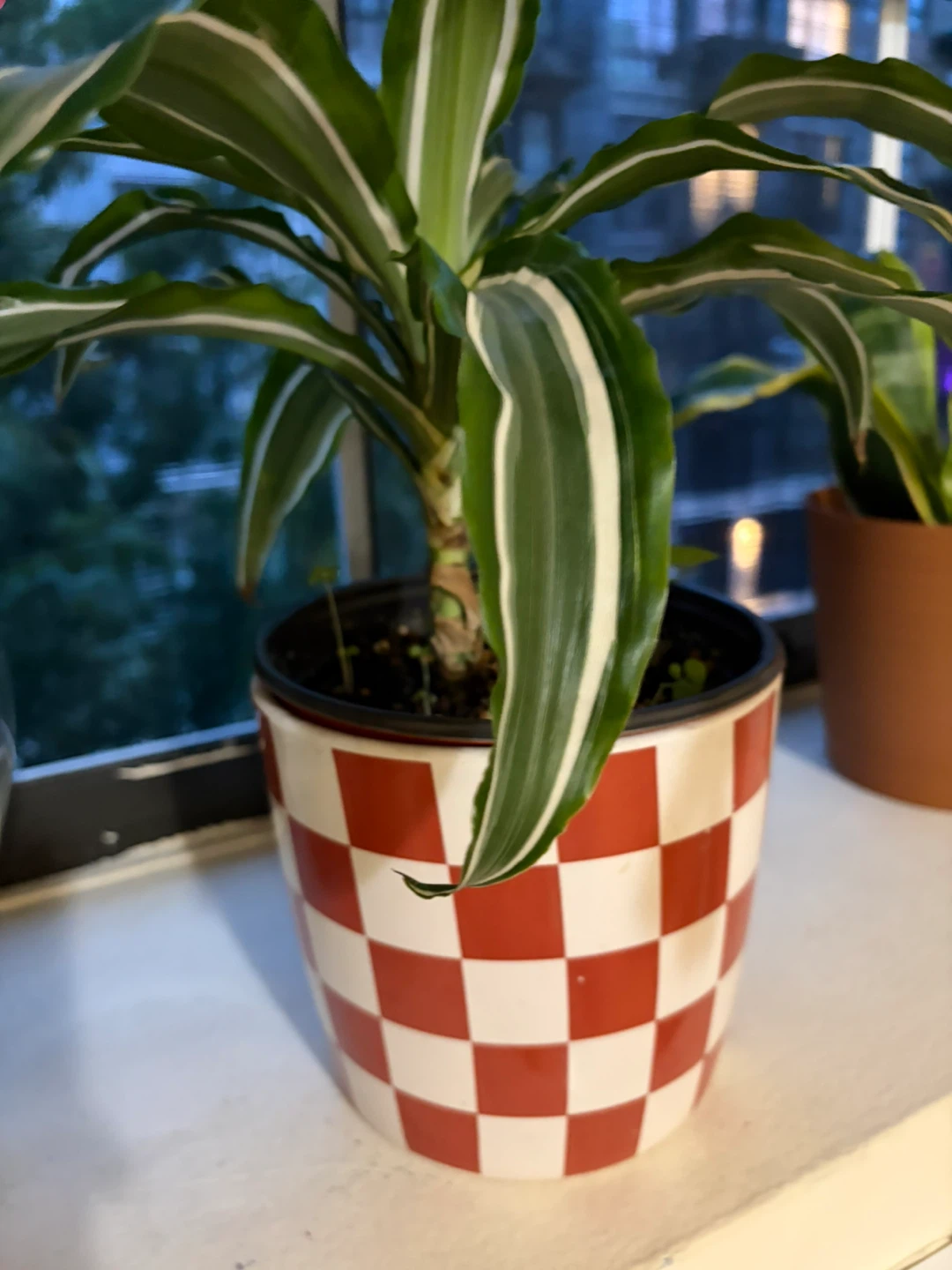 Dracaena Fragrans 'Lemon Surprise' Plant - photo 3