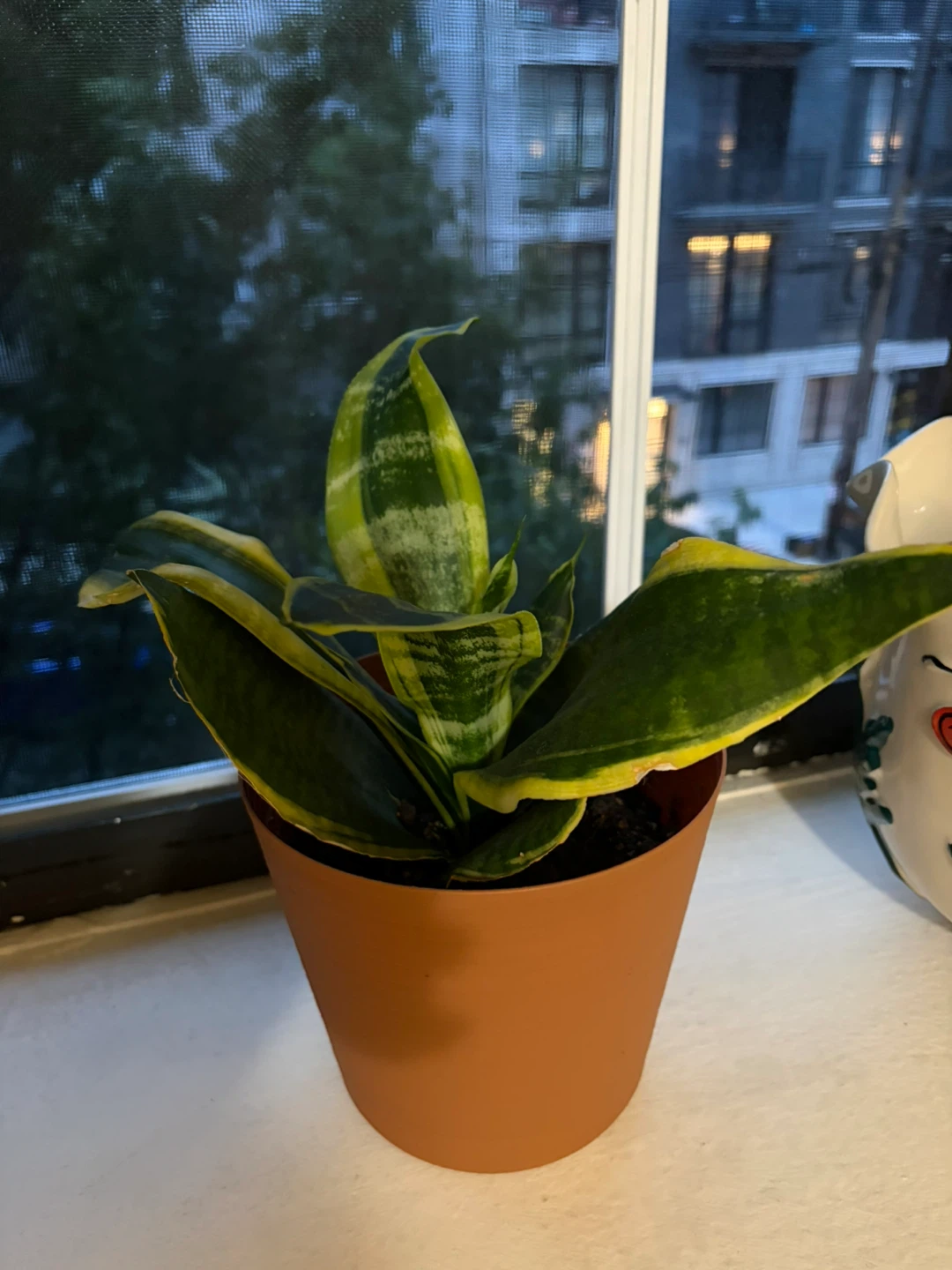 Snake Plant in Terra Cotta Pot