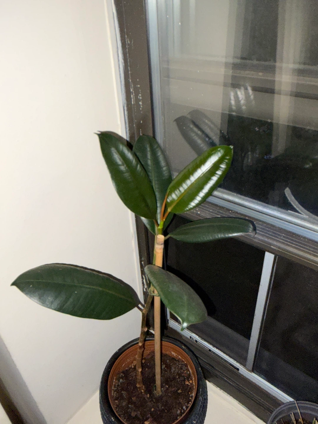 Rubber Plant in ceramic pot