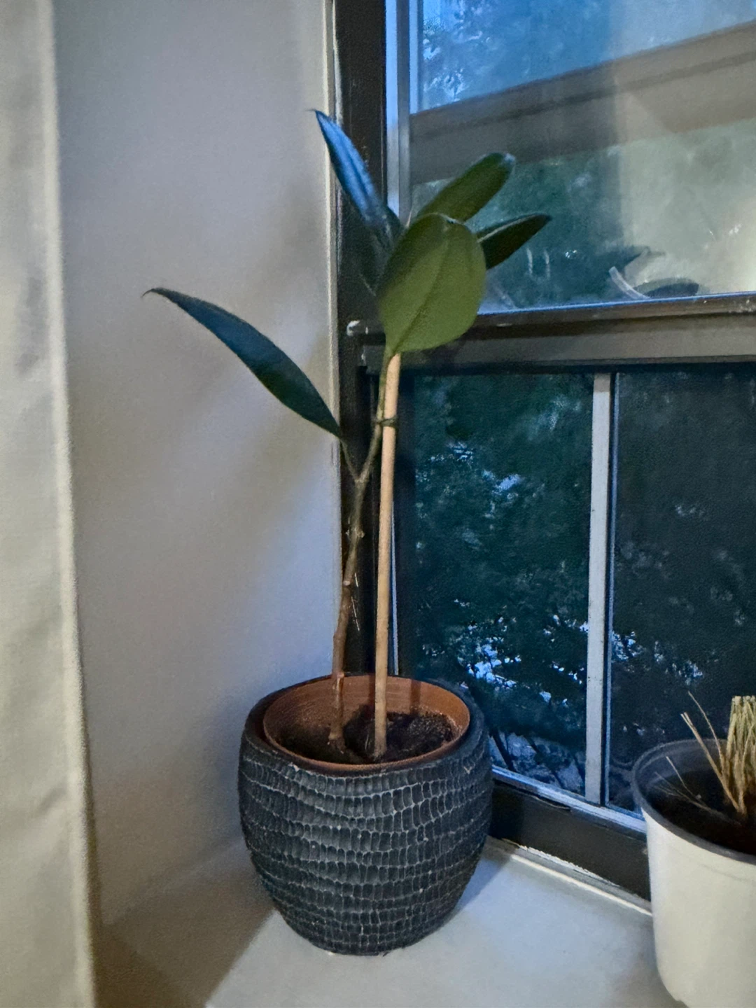 Rubber Plant in ceramic pot - photo 2