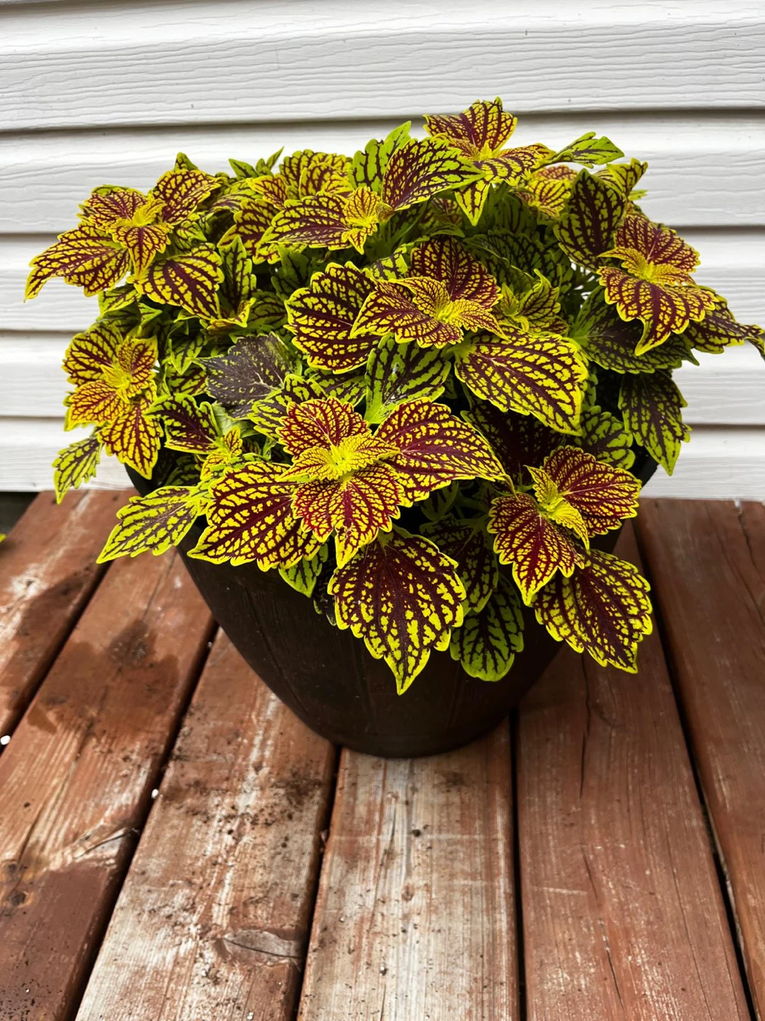 Coleus Plant in Pot