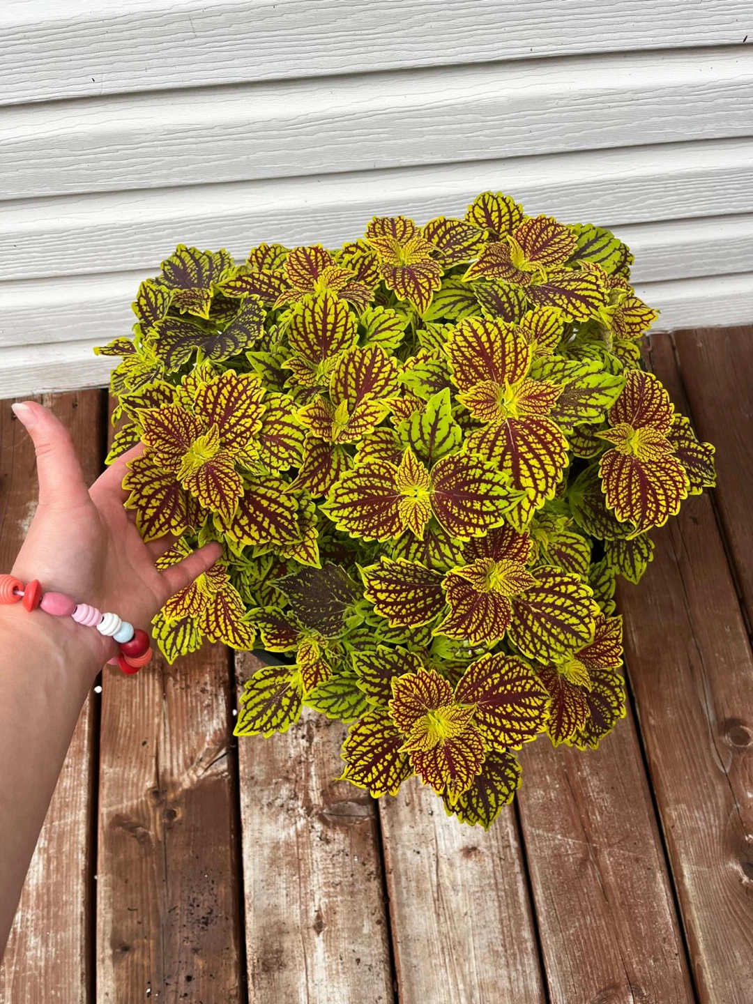 Coleus Plant in Pot - photo 2