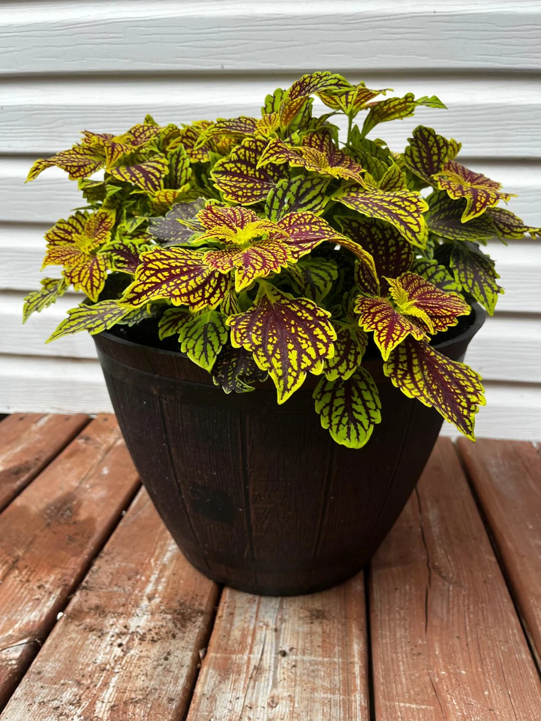 Coleus Plant in Pot - photo 3