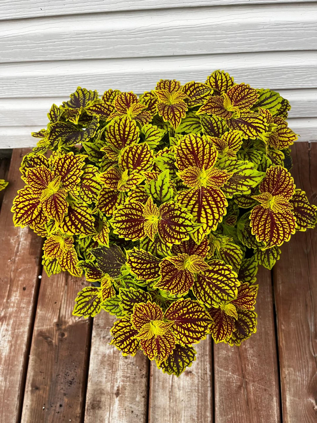 Coleus Plant in Pot - photo 4