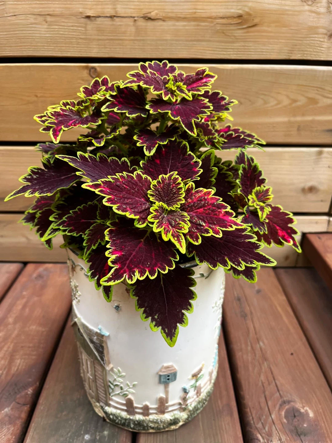Coleus plant in decorative pot