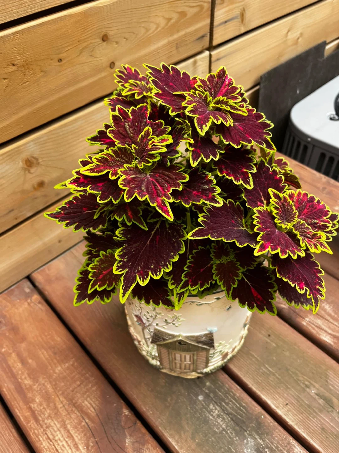 Coleus plant in decorative pot - photo 2
