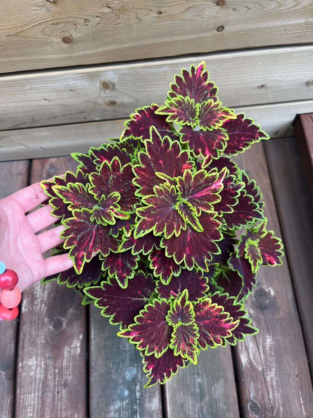 Coleus plant in decorative pot - photo 3