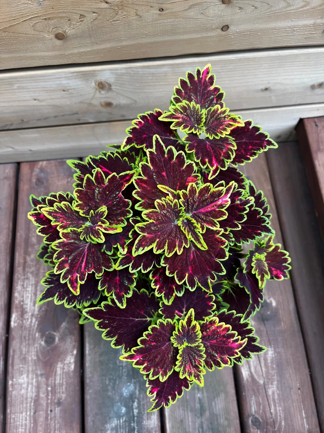 Coleus plant in decorative pot - photo 4