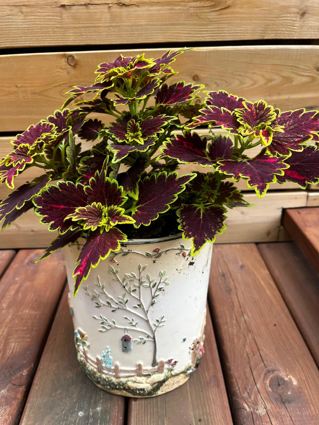 Coleus plant in decorative pot - photo 5