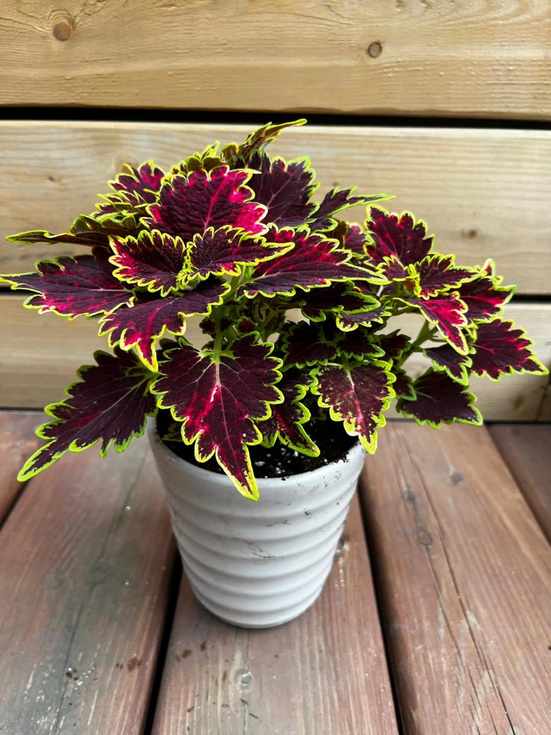 Coleus plant in white pot