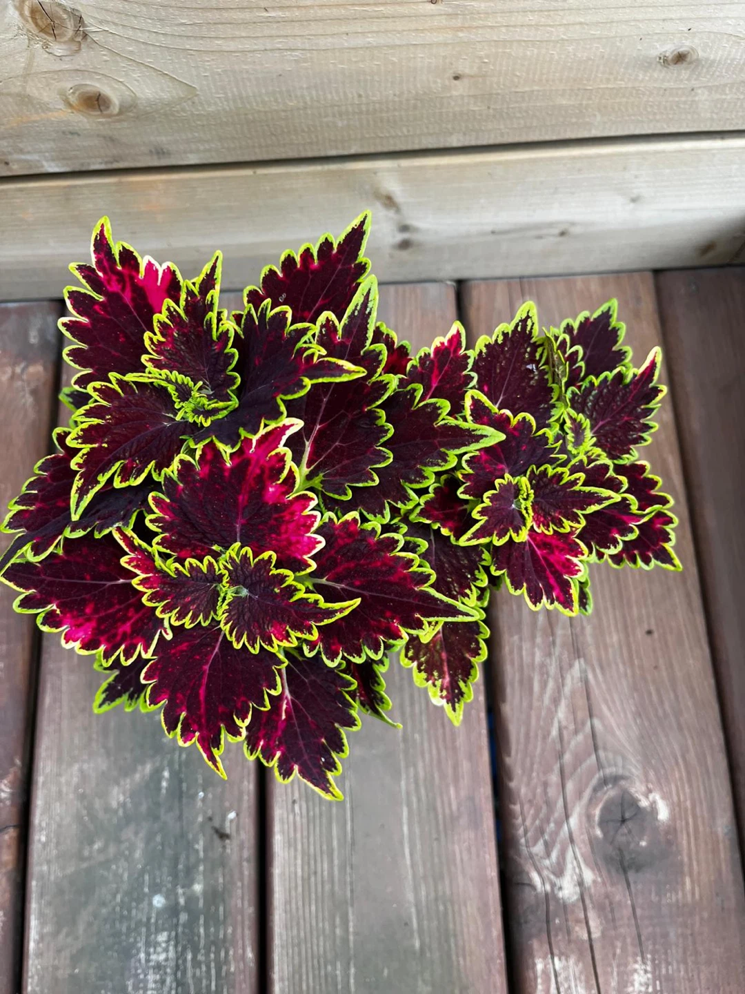 Coleus plant in white pot - photo 2