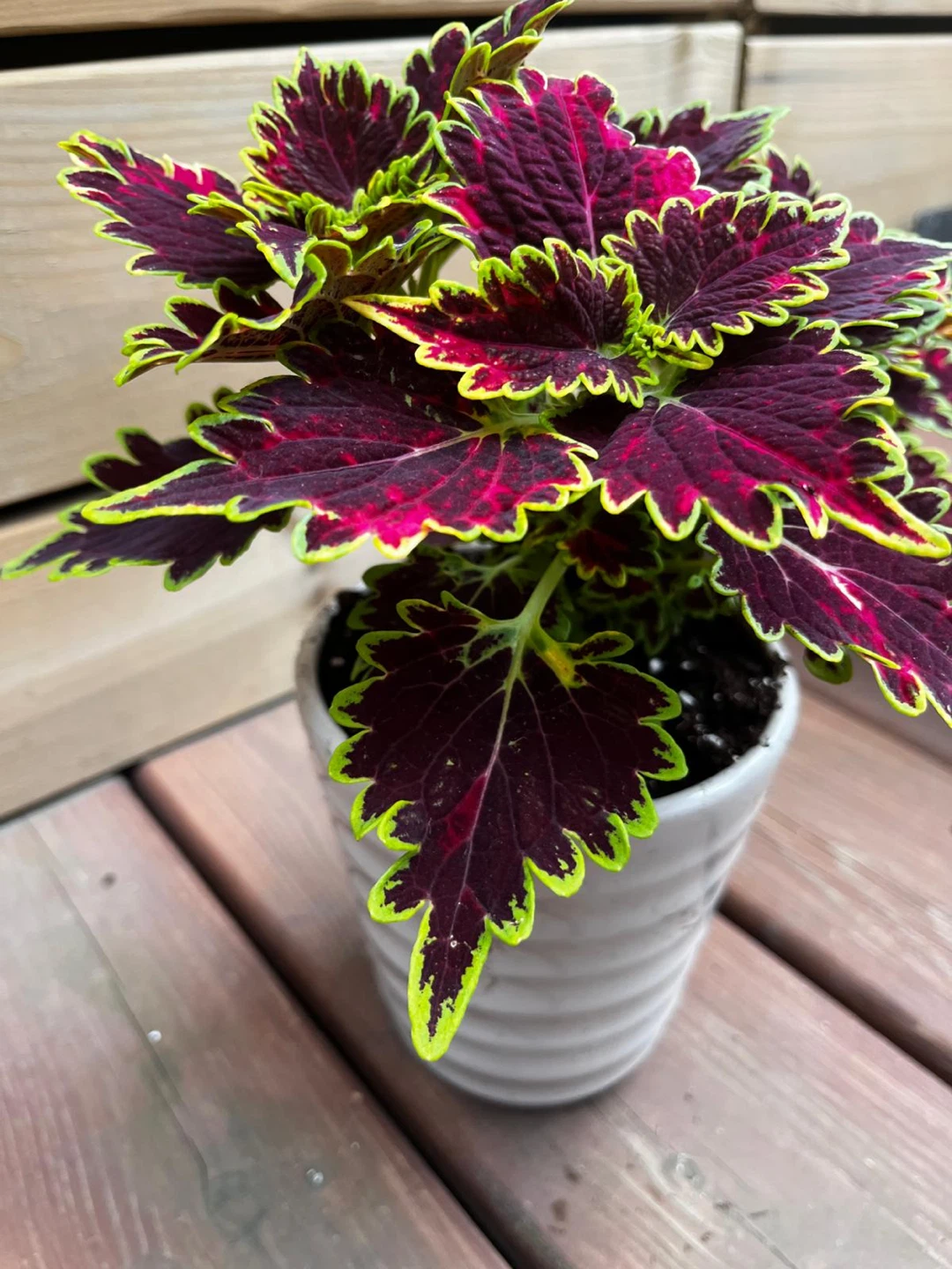Coleus plant in white pot - photo 3