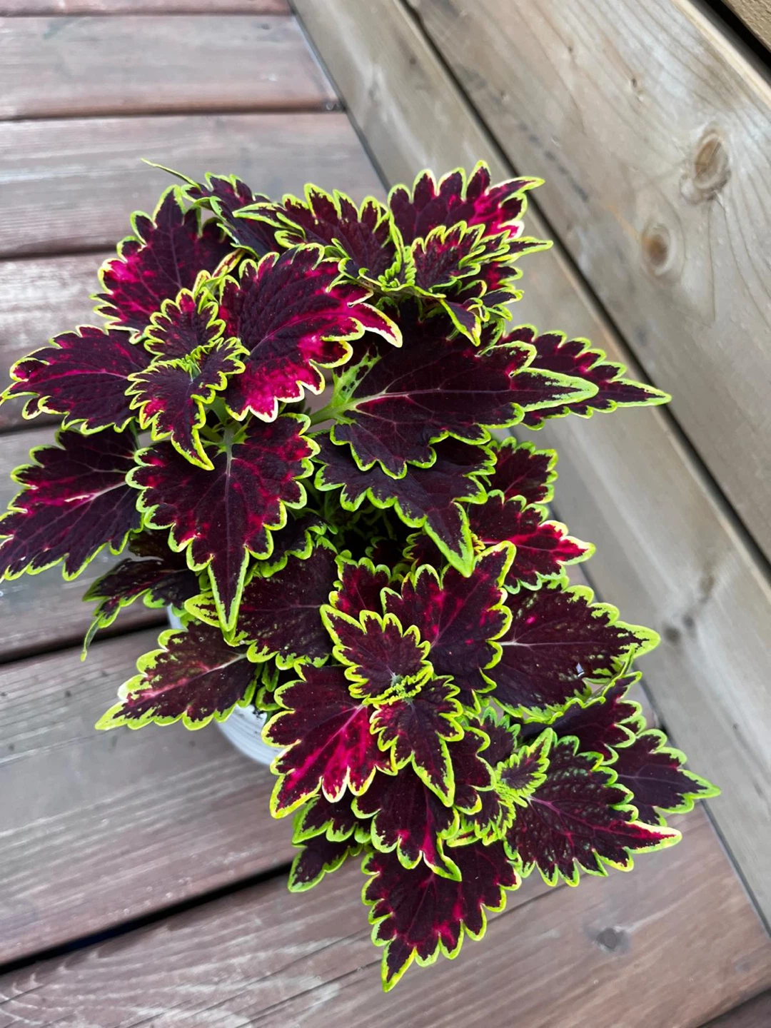 Coleus plant in white pot - photo 4