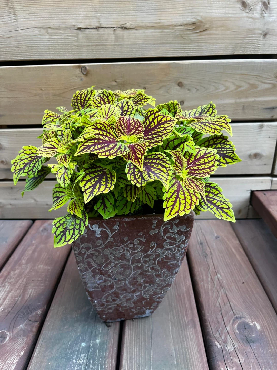 Potted Coleus Plant