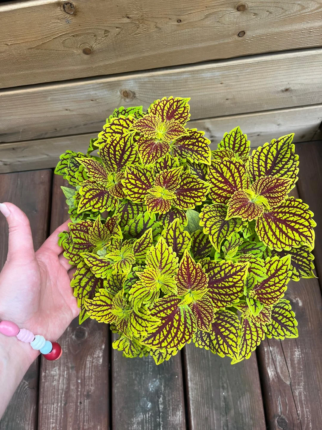 Potted Coleus Plant - photo 2