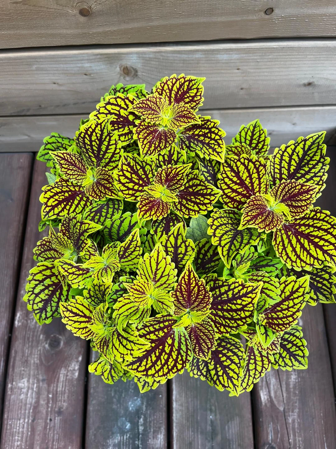 Potted Coleus Plant - photo 3