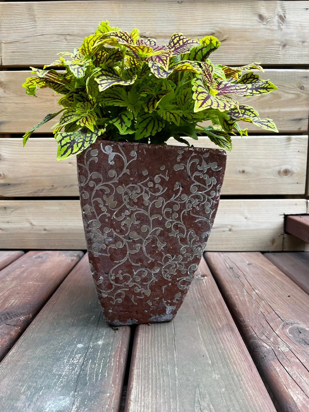 Potted Coleus Plant - photo 4