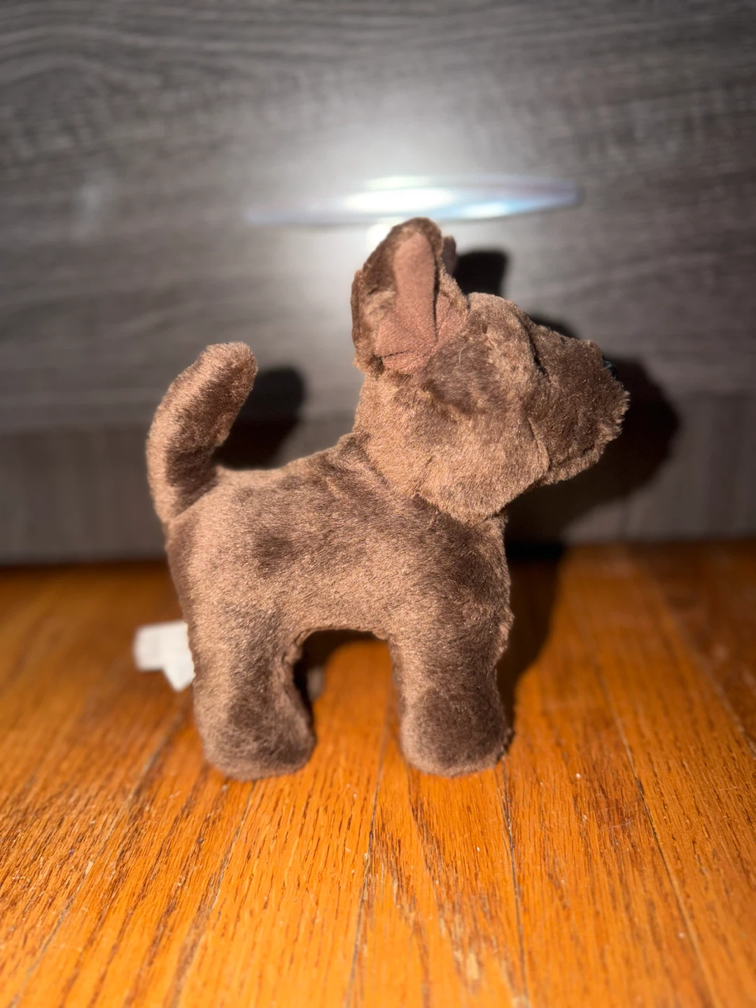 American girl dog
