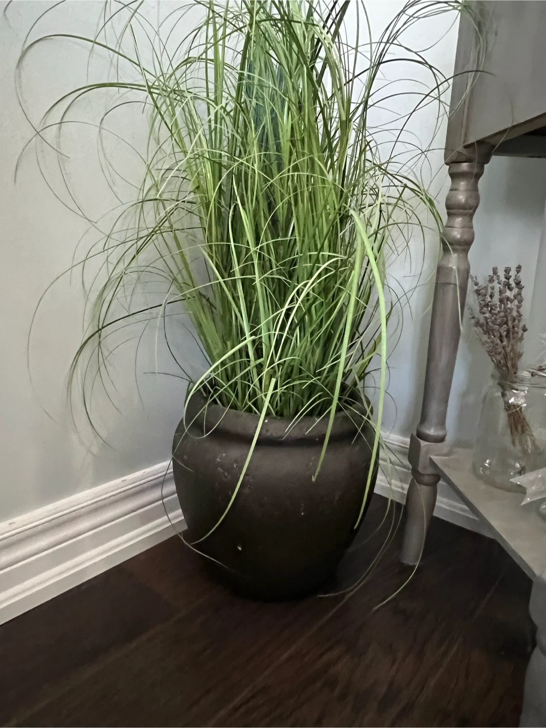 Large Potted Grass Plant