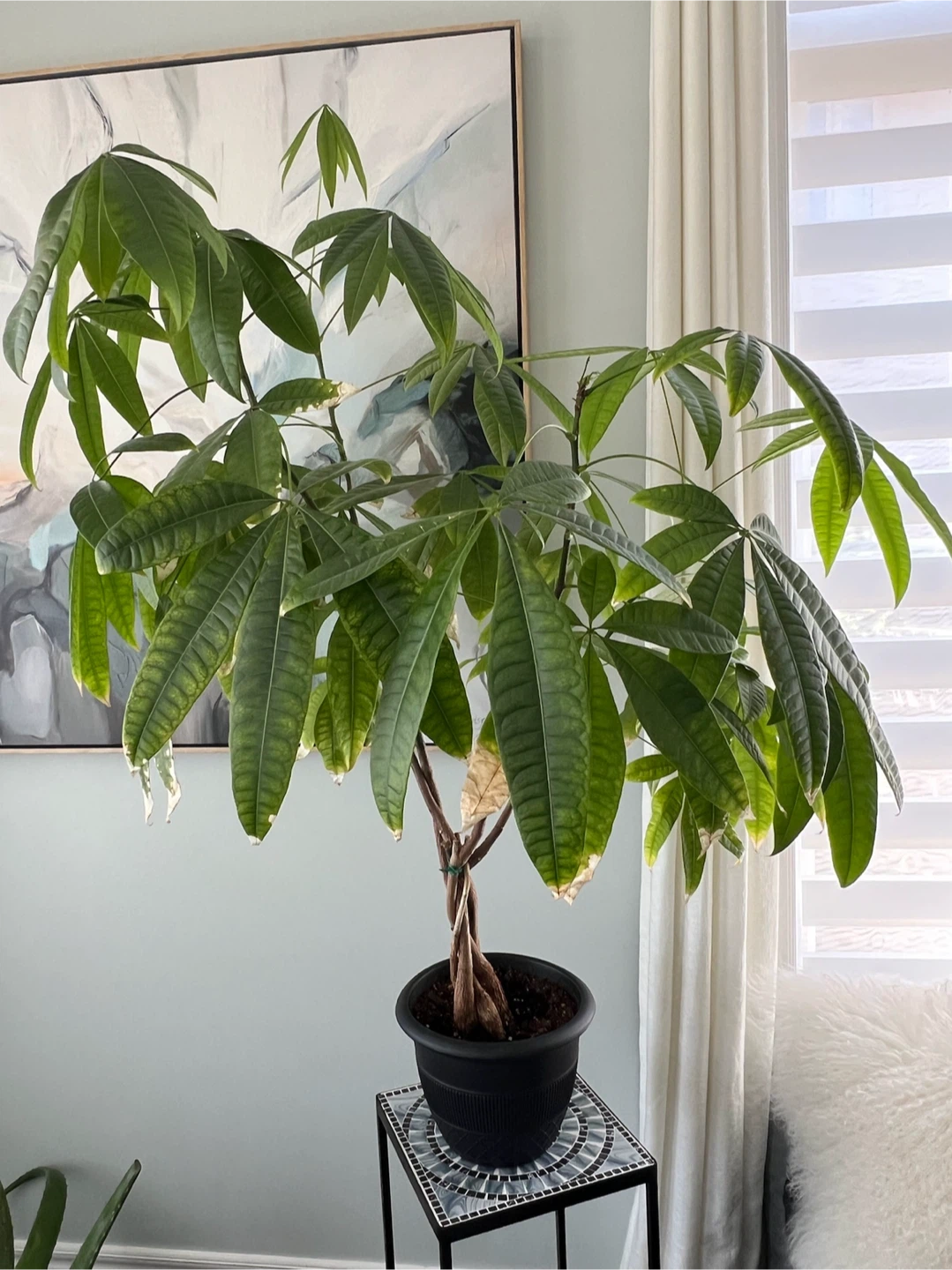 Braided Money Tree Plant