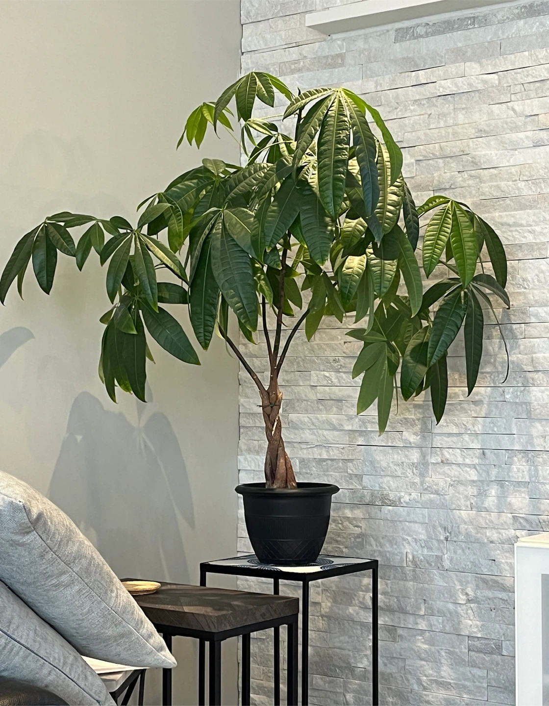 Braided Money Tree Plant - photo 2