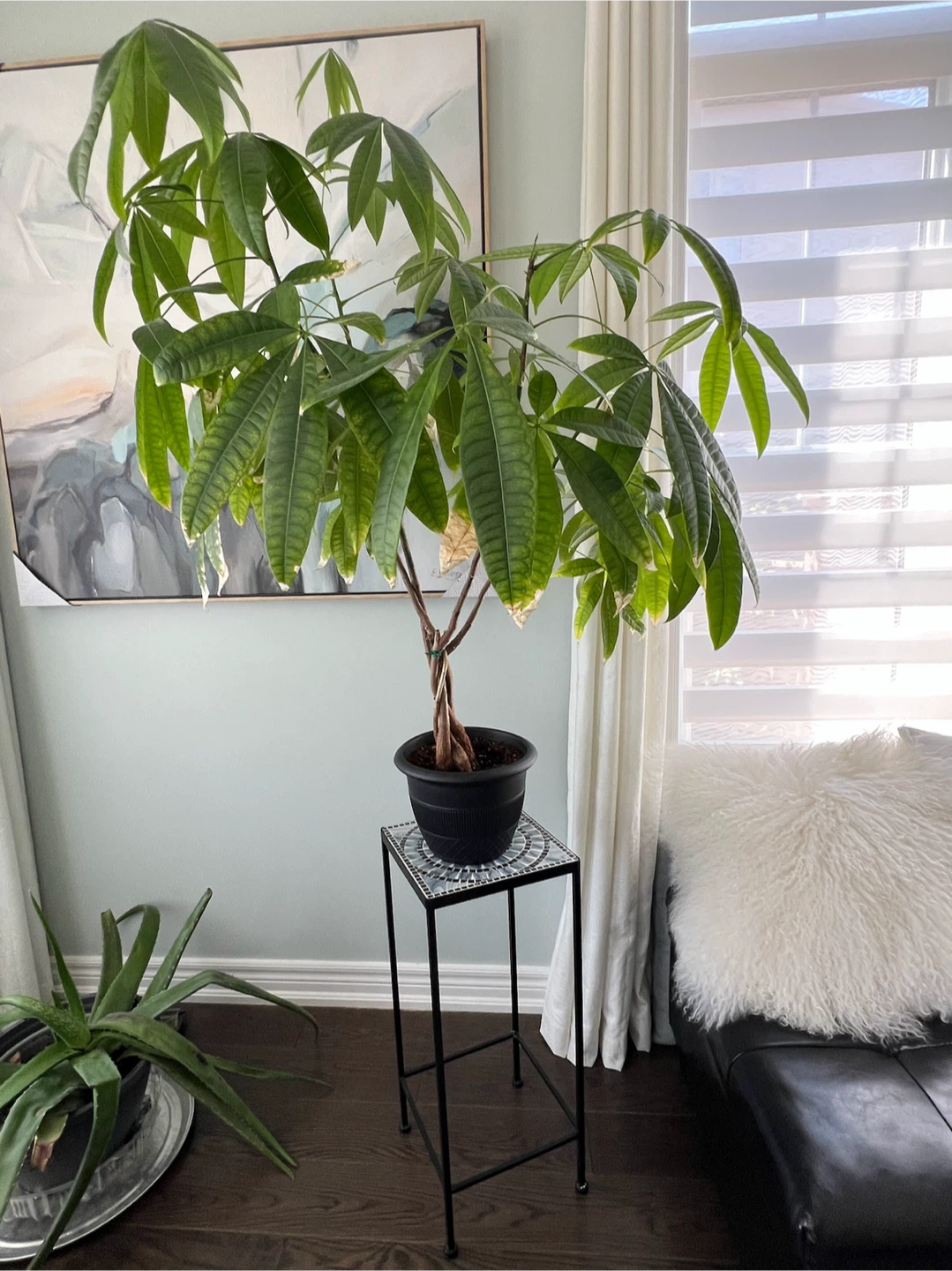 Braided Money Tree Plant - photo 3