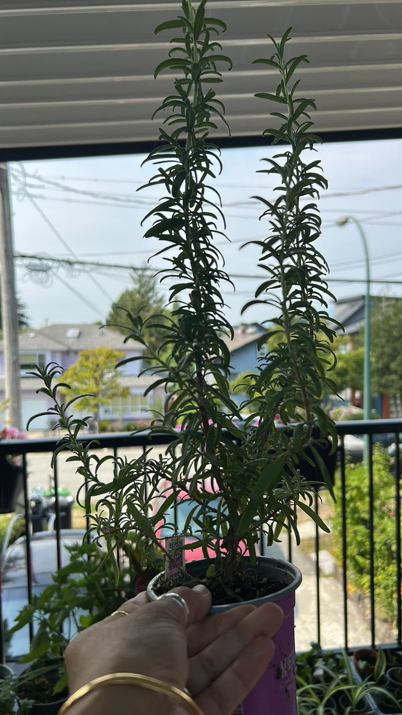 Rosemary plant