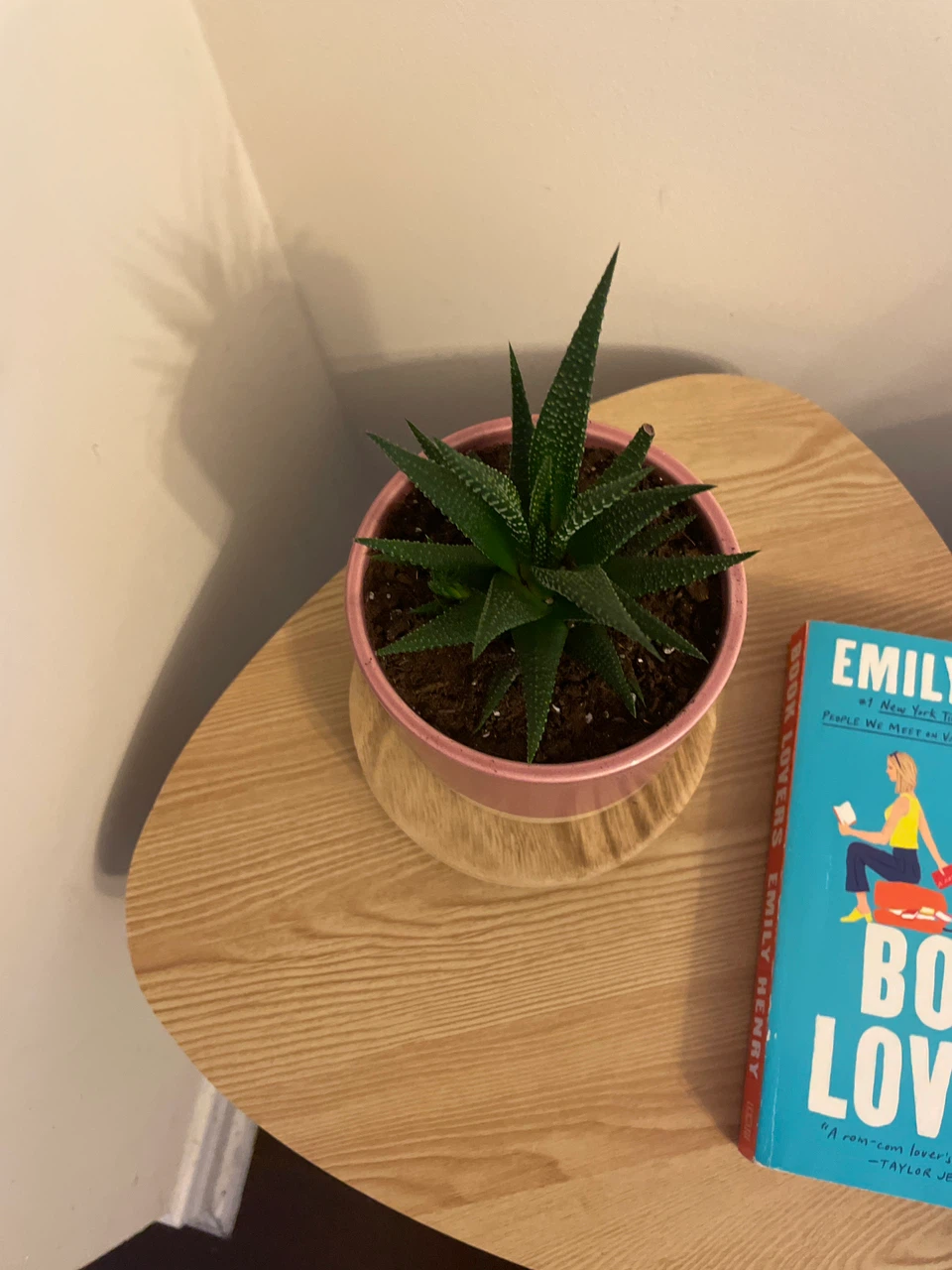 Home decor-Haworthia plant, book and stand included - photo 2