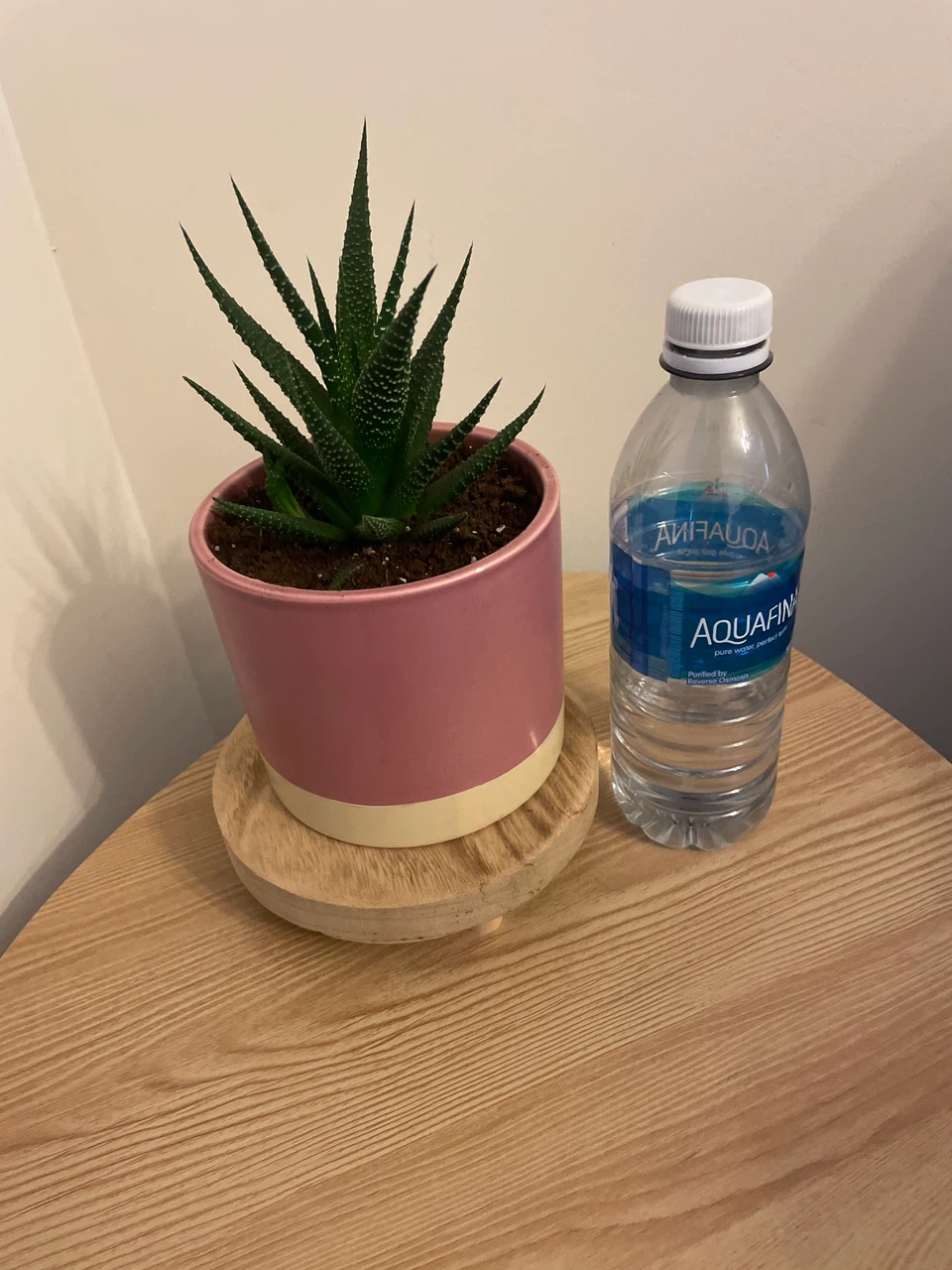 Home decor-Haworthia plant, book and stand included - photo 4