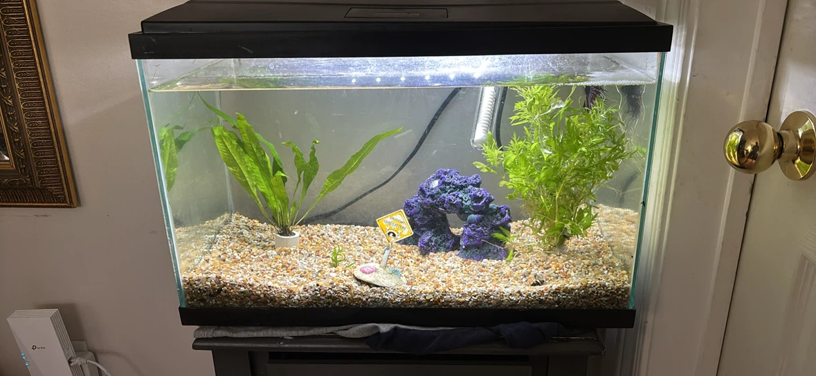 10-Gallon Aquarium Setup with Stand & LED Hood — $100 OBO - photo 2