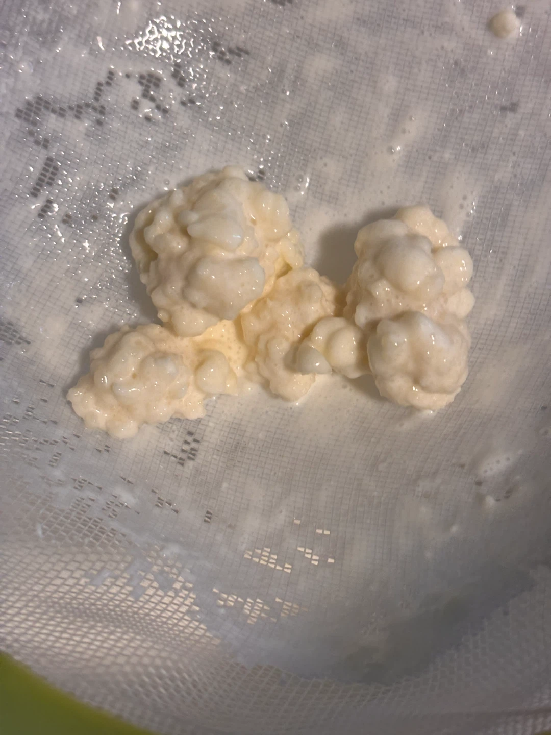 Kefir Grains