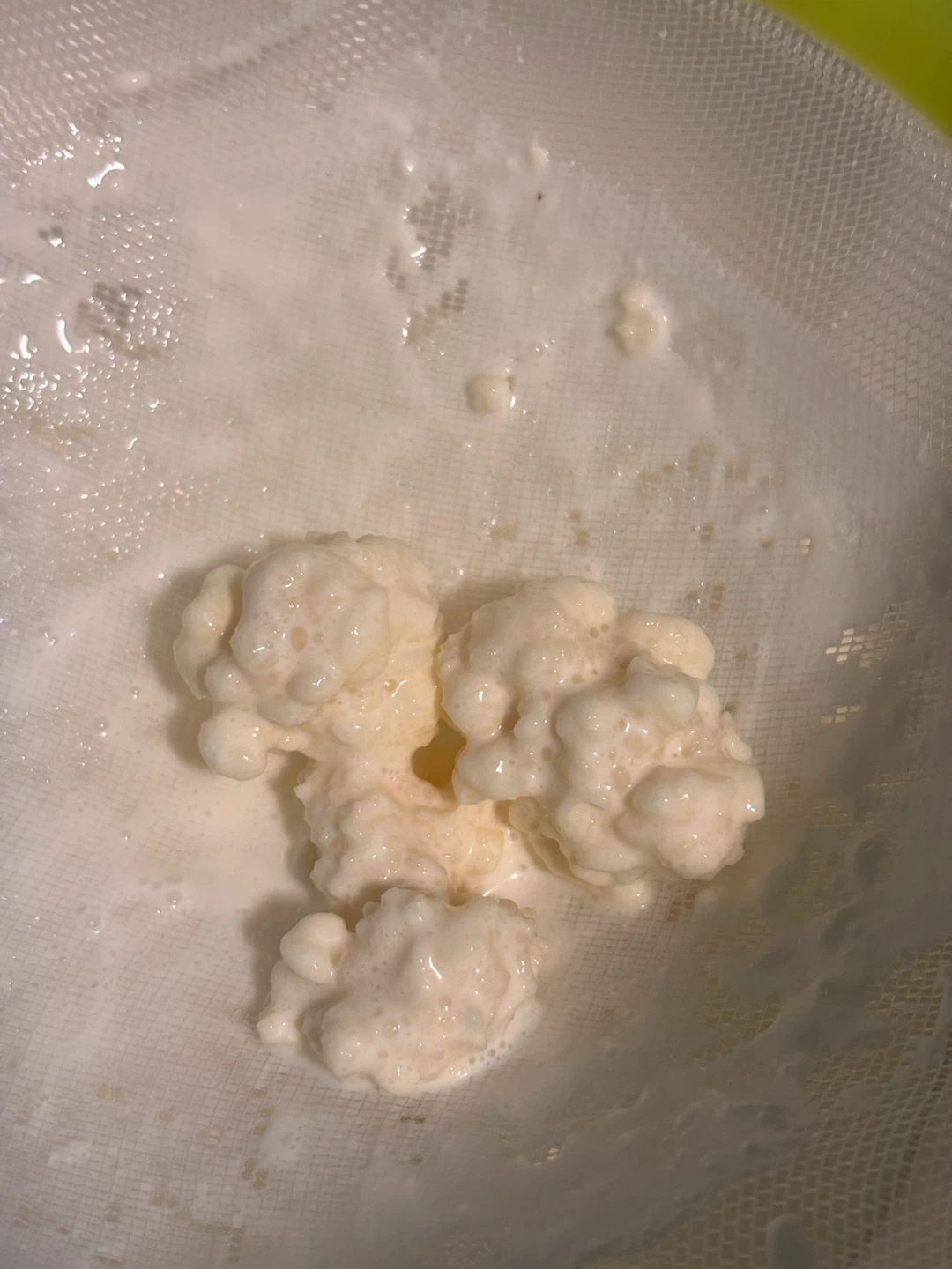 Kefir Grains - photo 2